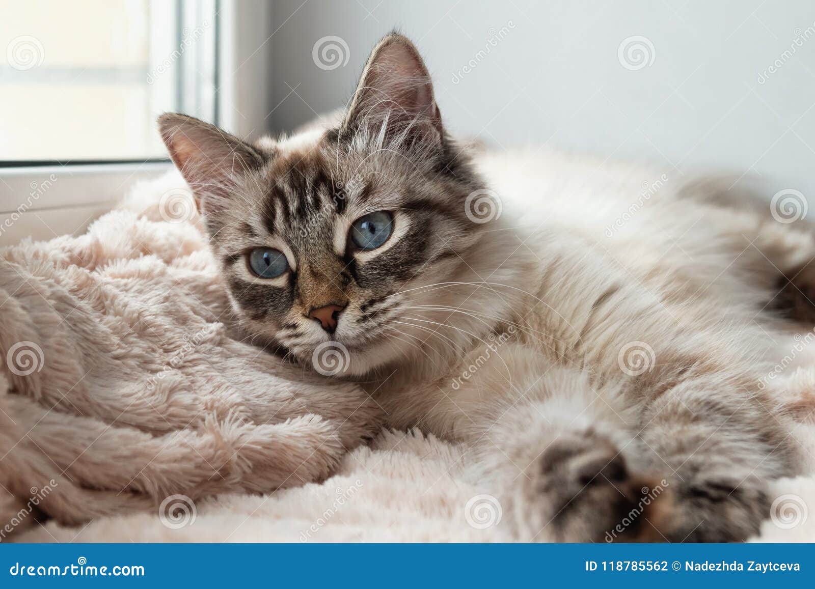 Adorable Furry Cat Of Seal Lynx Point Color With Blue Eyes Is Resting On A  Pink Blanket. Stock Photo - Image Of Purebred, Pink: 118785562
