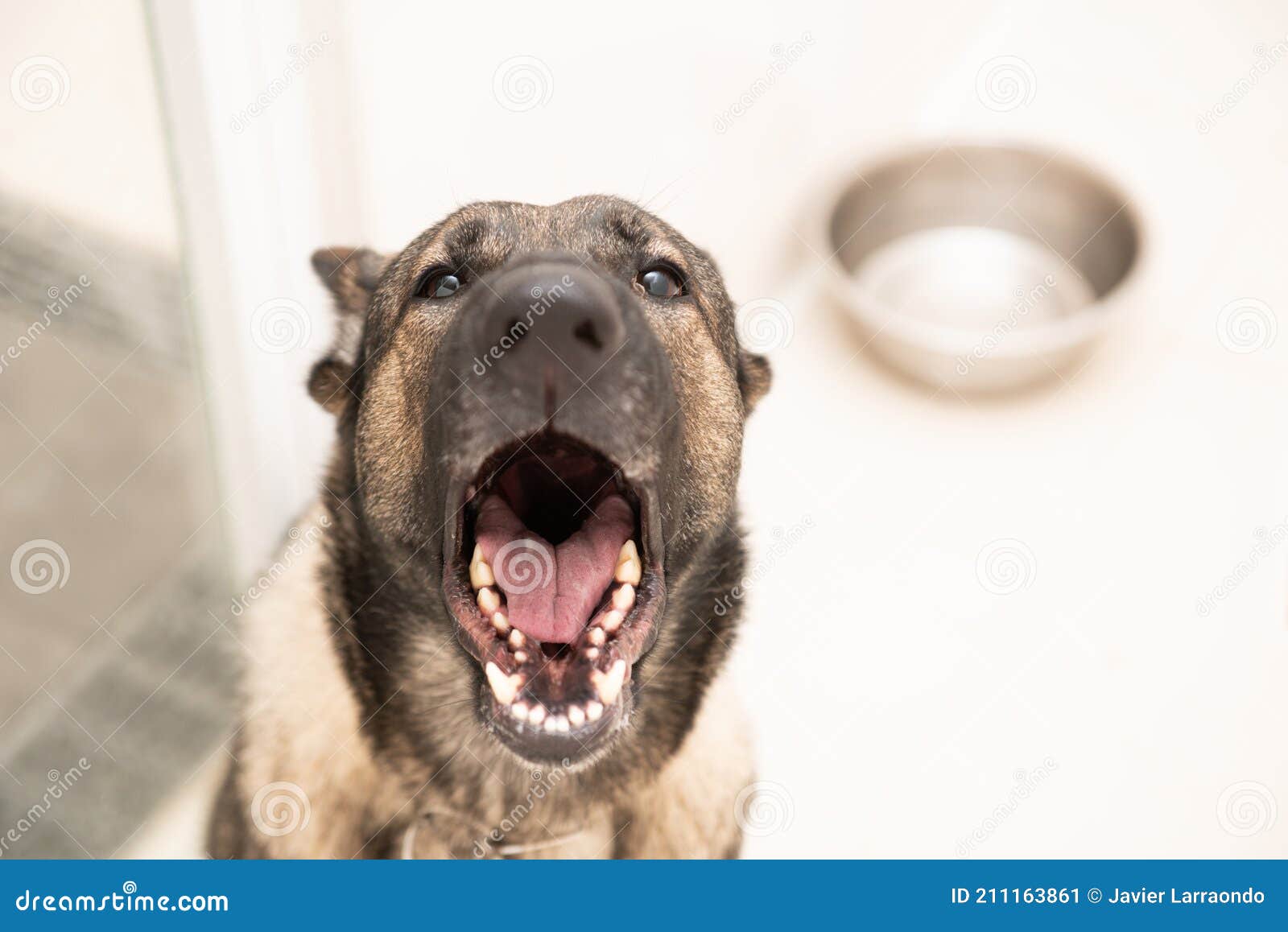 Adorable German Shepherd Shows Us His Open Mouth While Looking At The