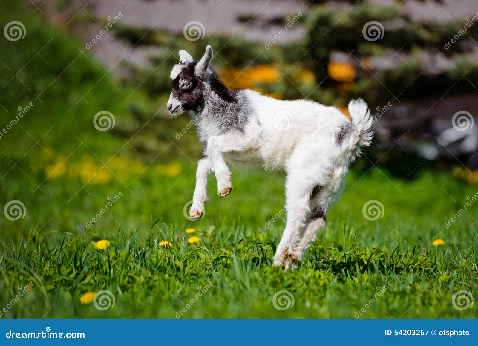 Adorable Goat Kid Jumping Outdoors Stock Image Image of domestic