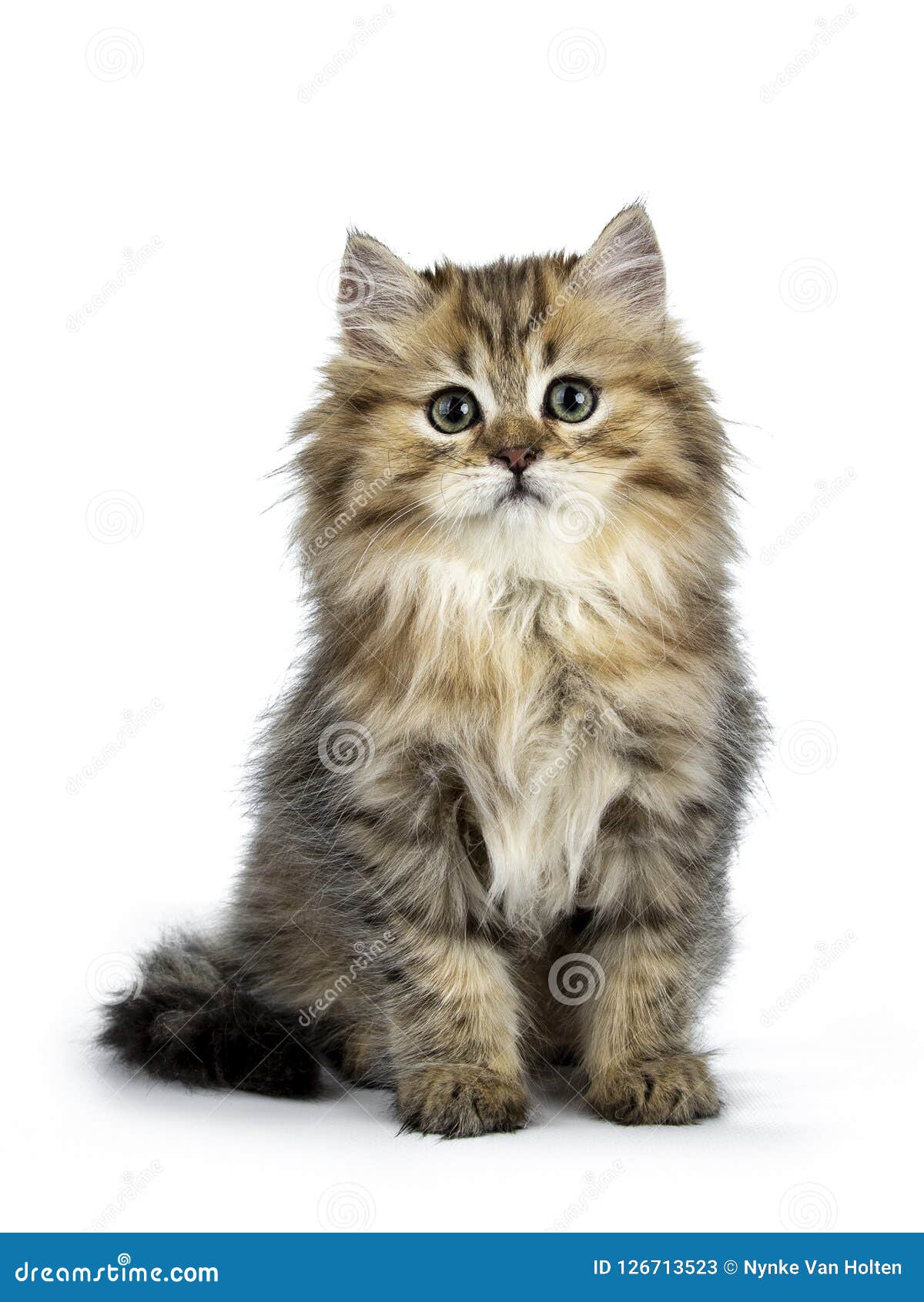Adorable Golden British Longhair Cat Isolated on White Background Stock Image - Image of looking, small: 126713523 Adorable Golden British Longhair Cat Isolated on White Background Stock Image - Image of looking, small: 126713523