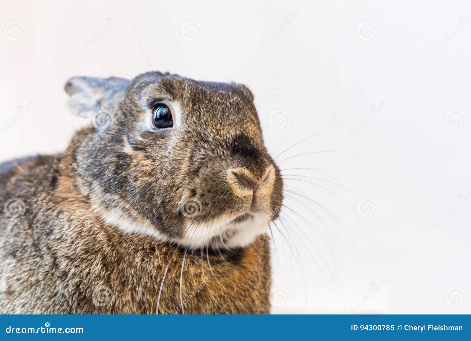 Adorable Gray and Brown Rabbit Portrait Stock Image Image of mammal