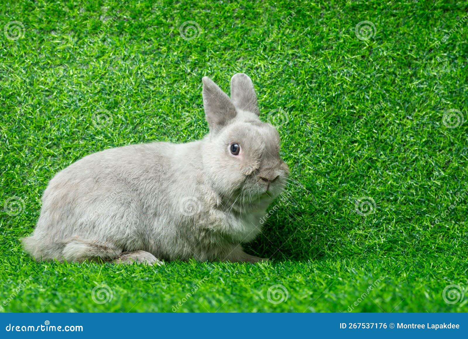 adorable gray rabbit sit  on green grass field background