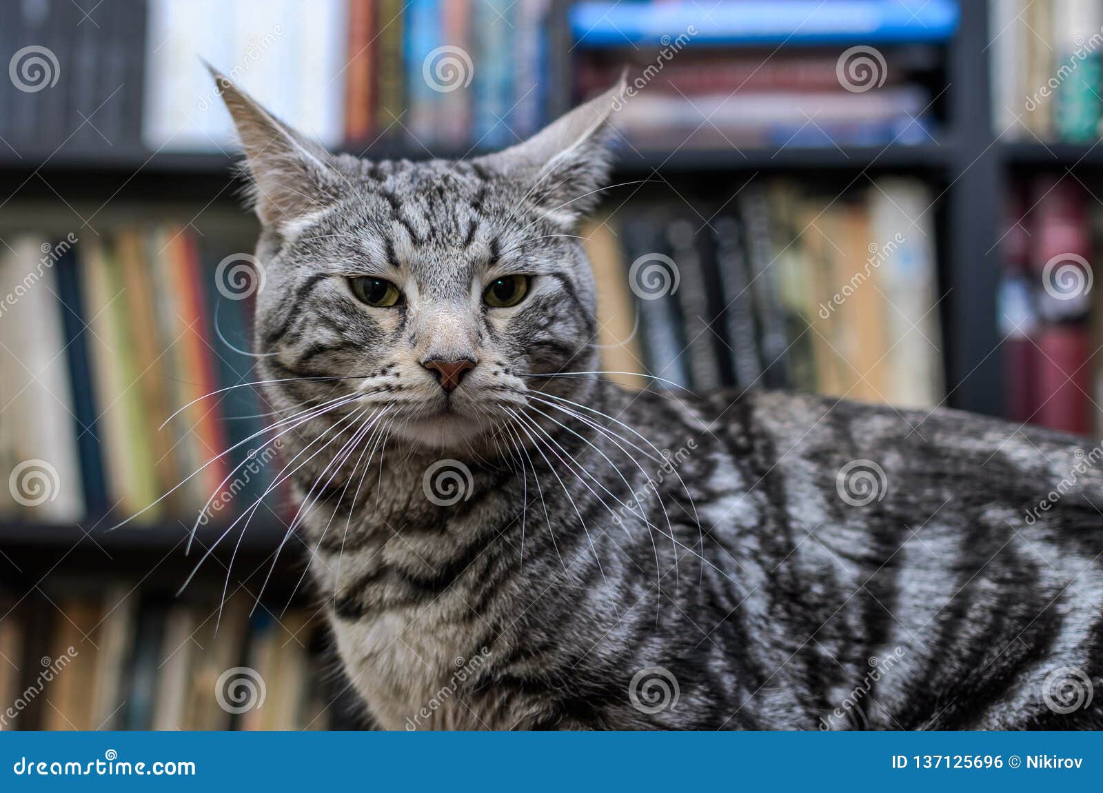 Adorable Gray Striped Cat at Home Stock Photo - Image of hair, cute