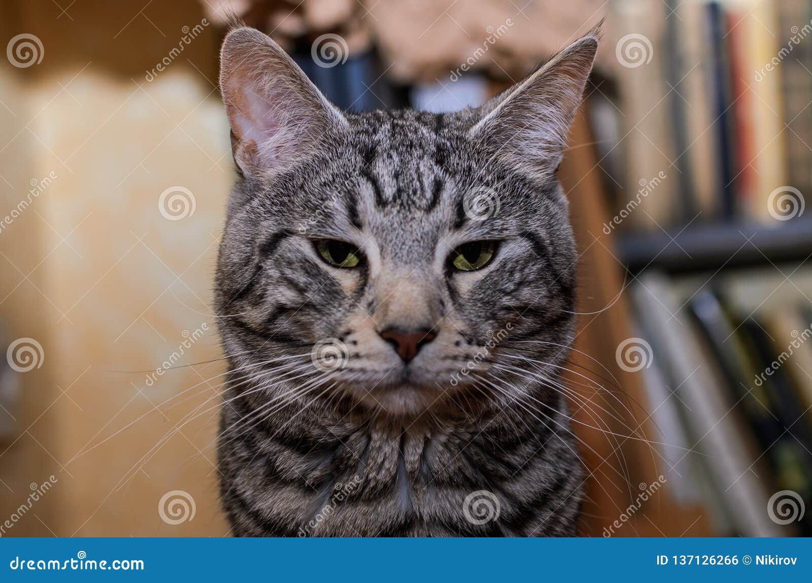 Adorable Gray Striped Cat at Home Stock Photo - Image of cute, indoors