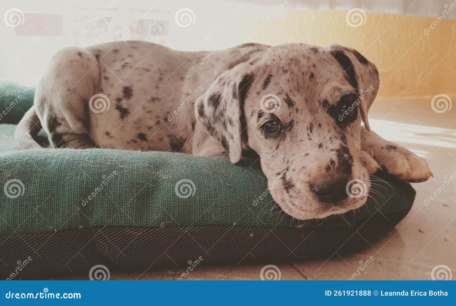 Adorable Great Dane puppy stock photo. Image of black 261921888