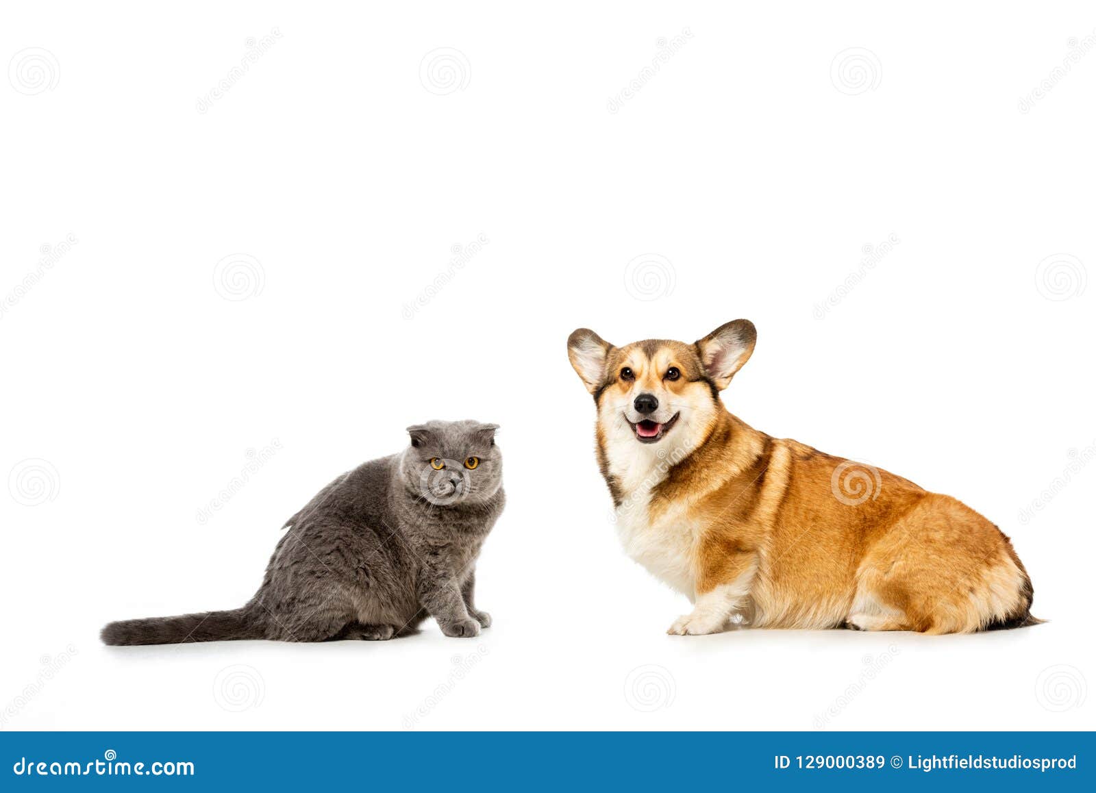 Adorable Grey British Shorthair Cat And Welsh Corgi Pembroke