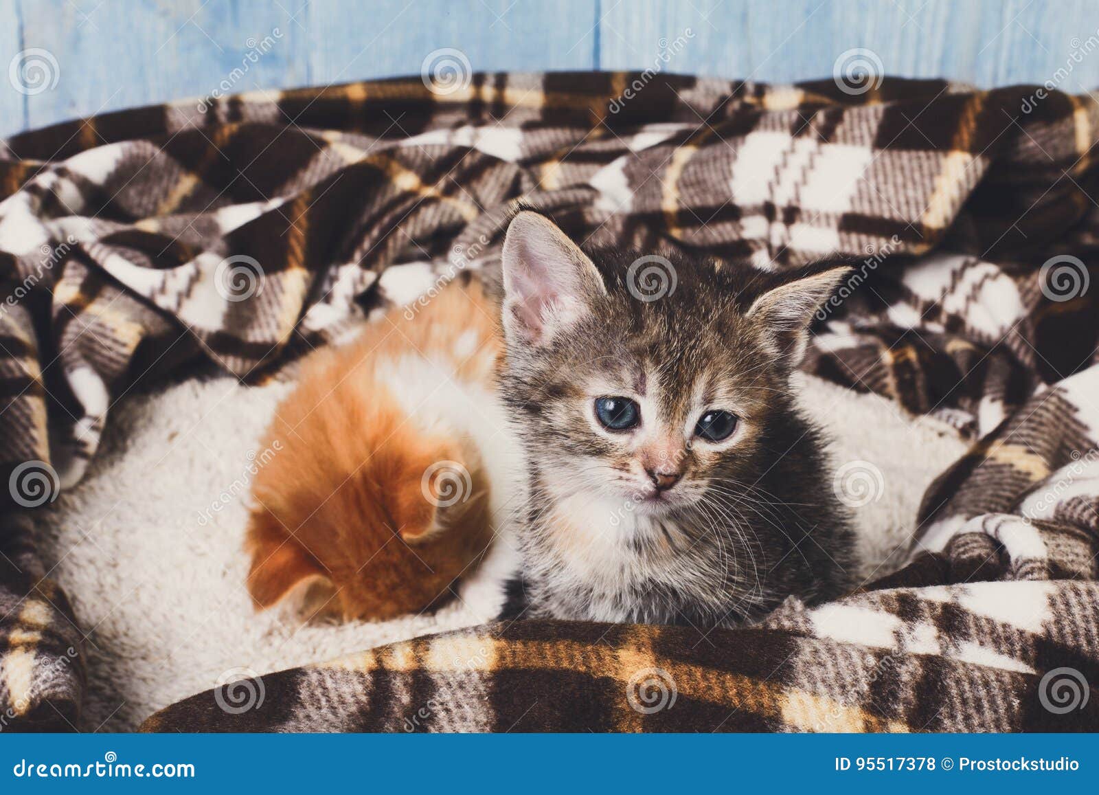 Adorable Grey Kitten at Plaid Blanket Stock Photo - Image of cute, care ...