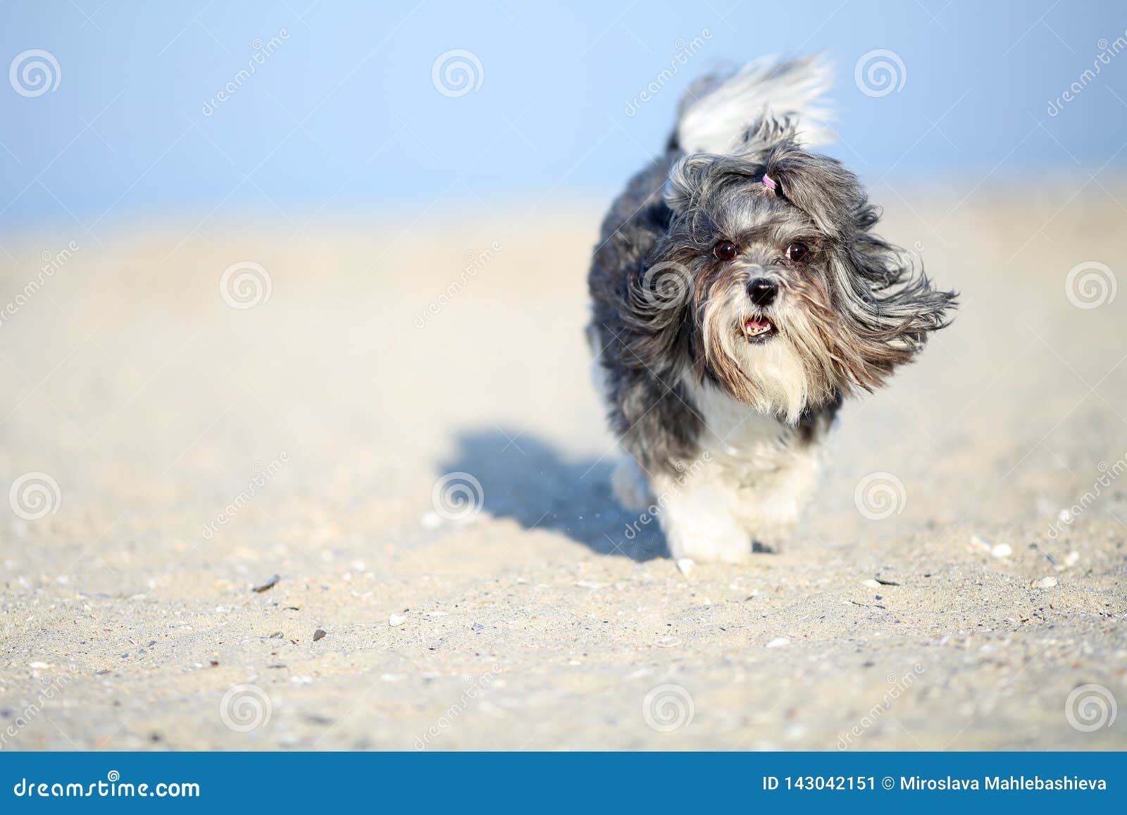 Adorable Bichon Havanese Dog Running Joyfully On The Beach Stock Image Image Of Canine Haired 143042151