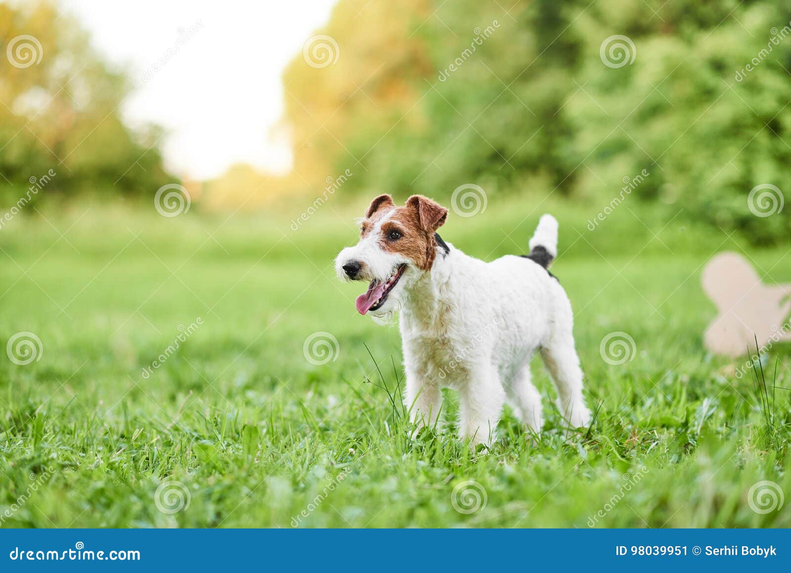 adorable happy fox terrier dog at the park 2018 new year greetin