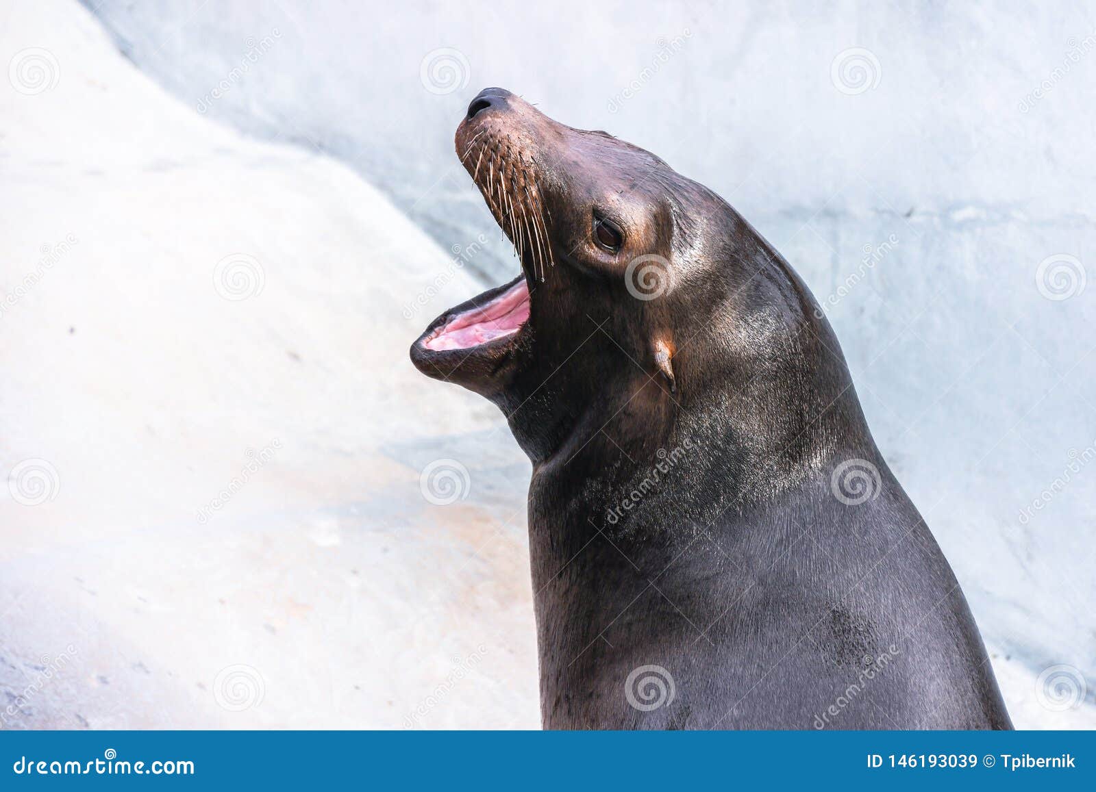 adorable hungry sea lion seal with opened mouth and smooth wet skin head shoot