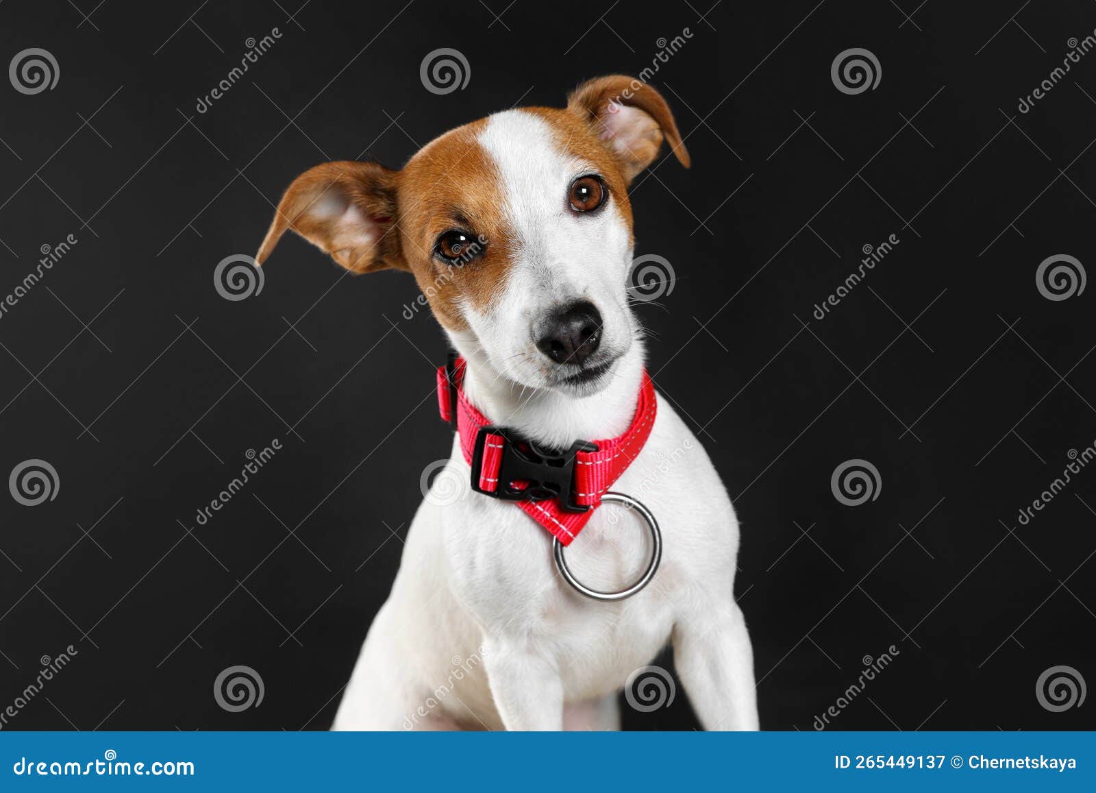 Adorable Jack Russell Terrier with Collar on Black Background Stock