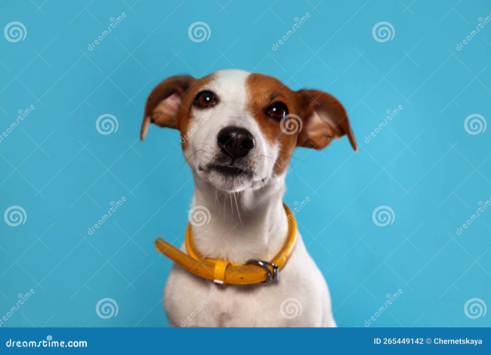 Adorable Jack Russell Terrier with Collar on Light Blue Background
