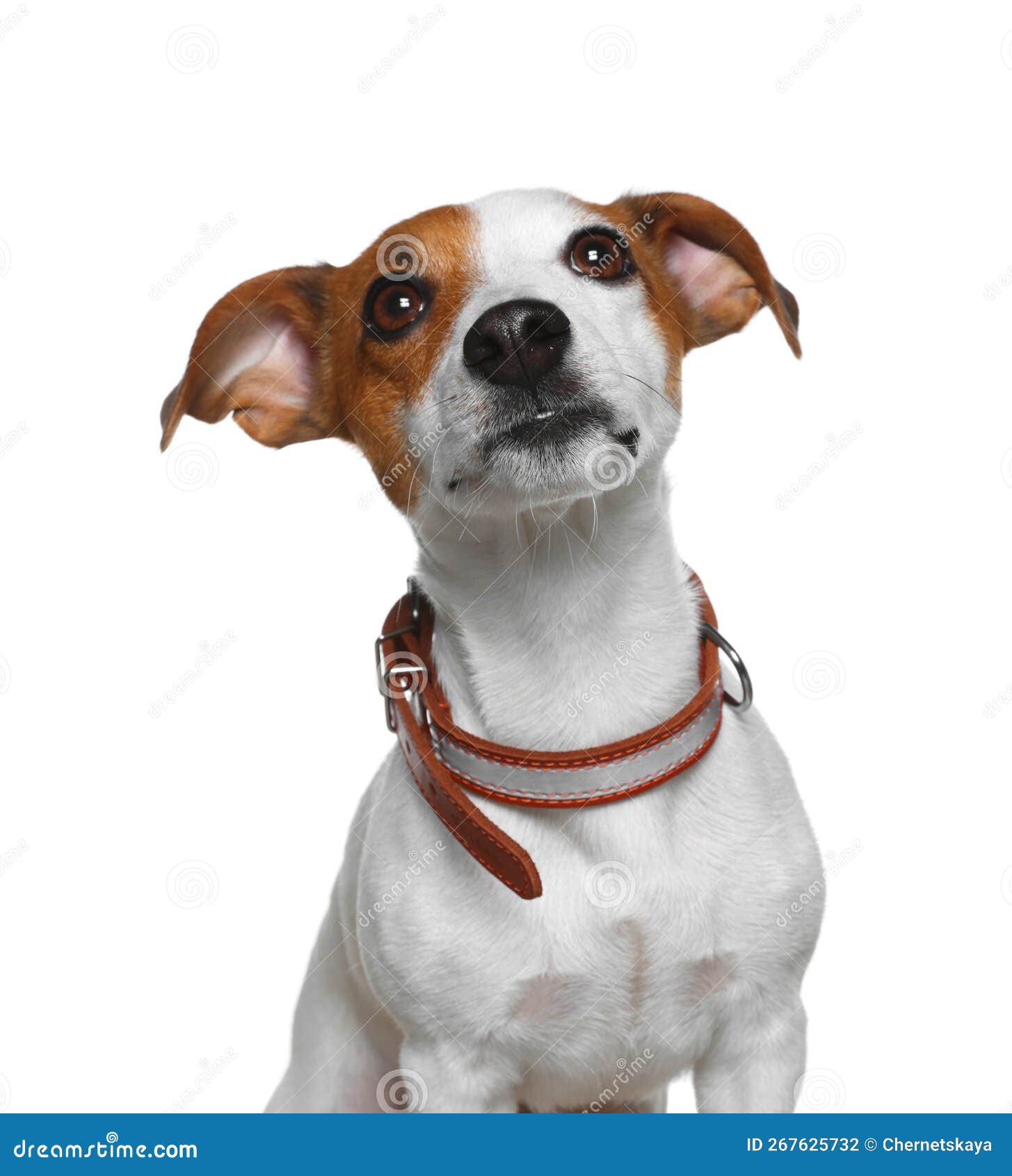 Adorable Jack Russell Terrier with Collar on White Background Stock