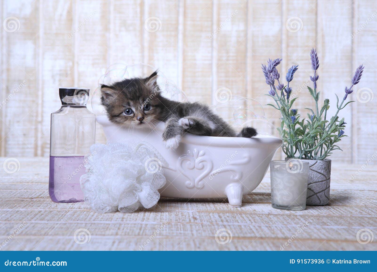 Adorable Kitten in a Bathtub Relaxing Stock Photo Image of funny