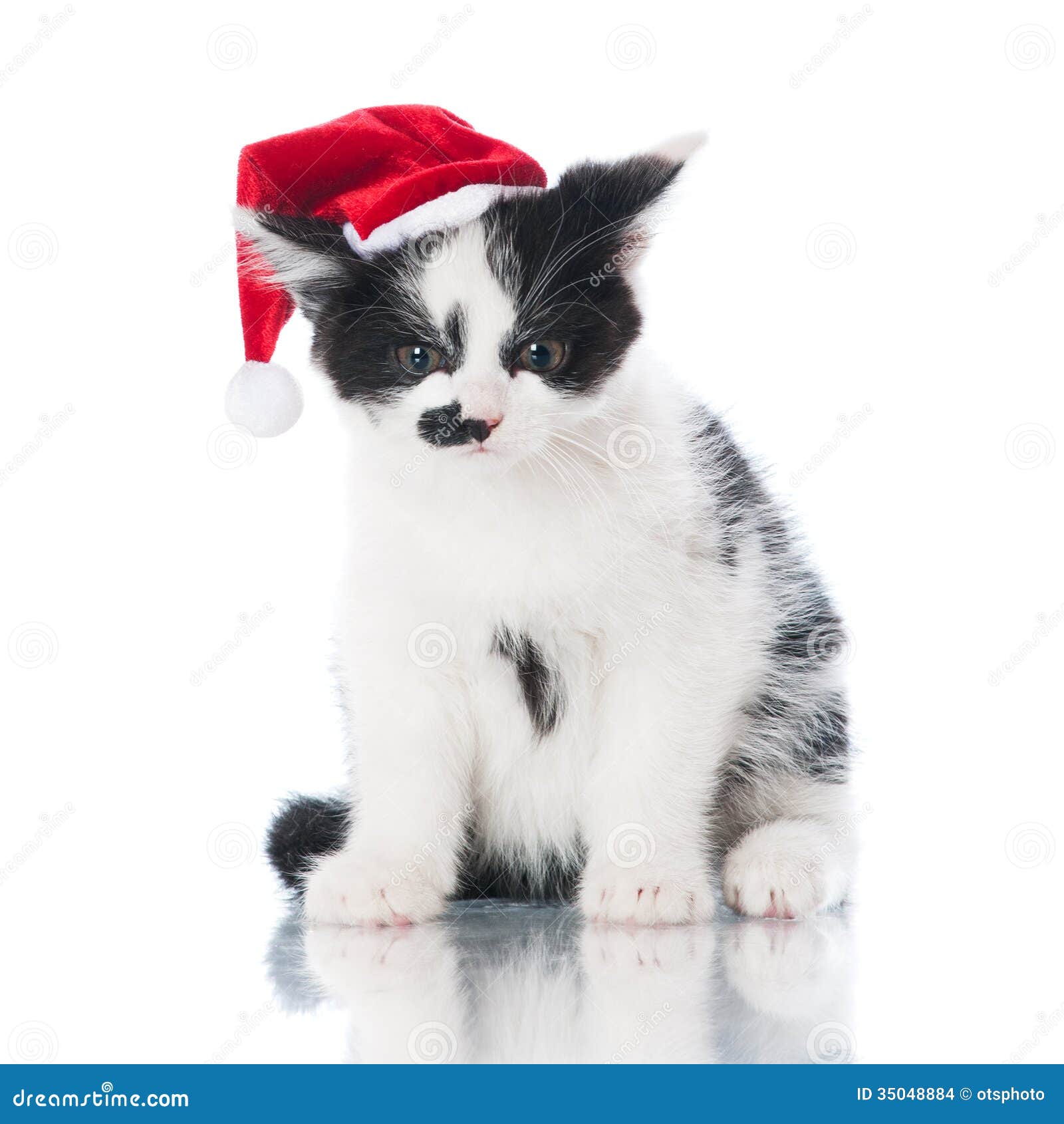 Adorable Kitten in a Santa Hat Stock Photo - Image of domestic, hair