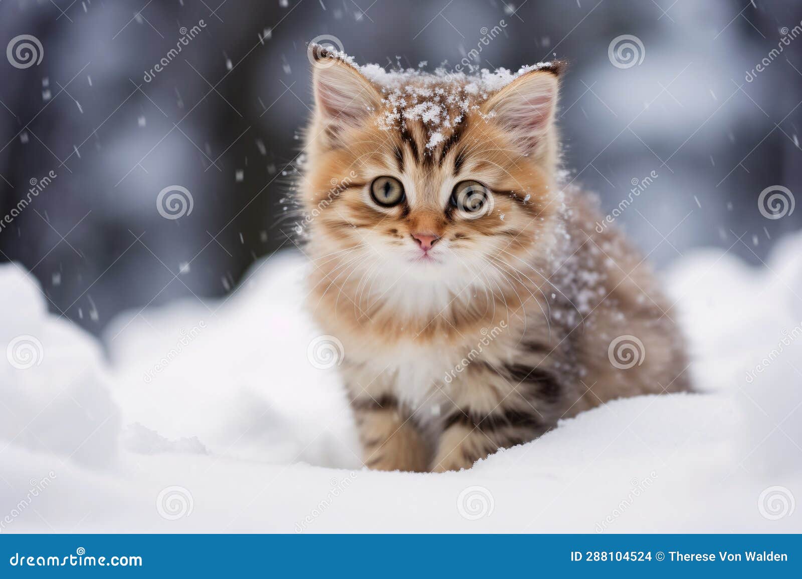 Adorable Kitten in the Snow Stock Illustration Illustration of