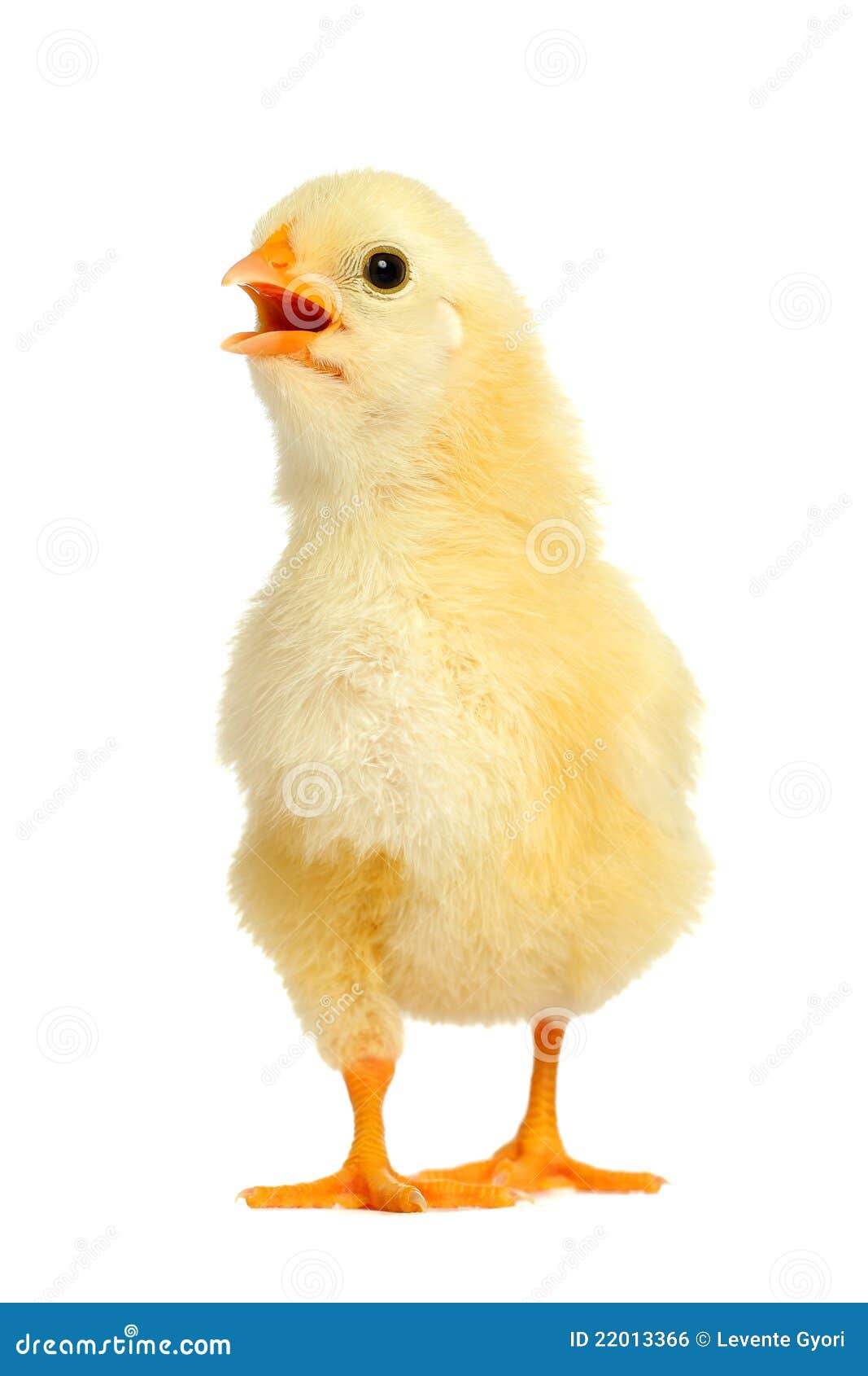 adorable little chicken