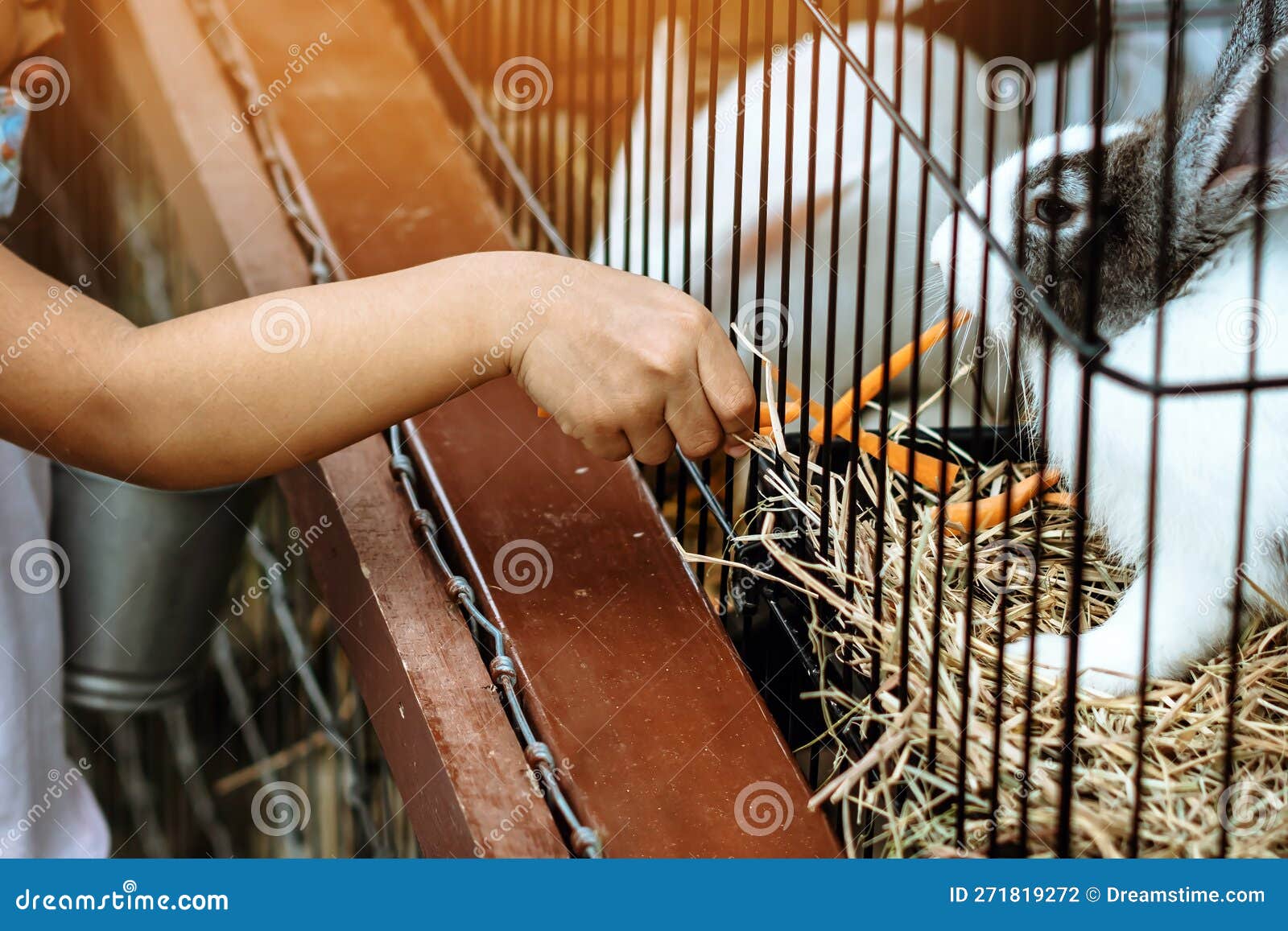 adorable little girl feeding rabbit at farm. kid feeding and petting rabbits outside during spring time in ranch. child
