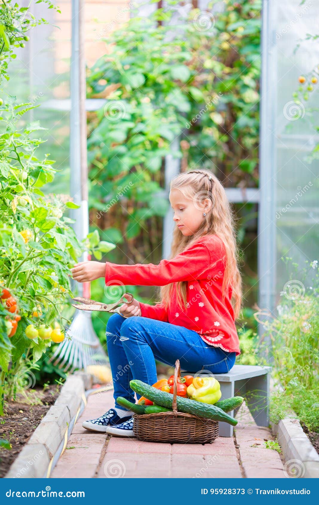 Adorable Little Girl Harvesting Cucumbers and Tomatoes in Greenhouse ...