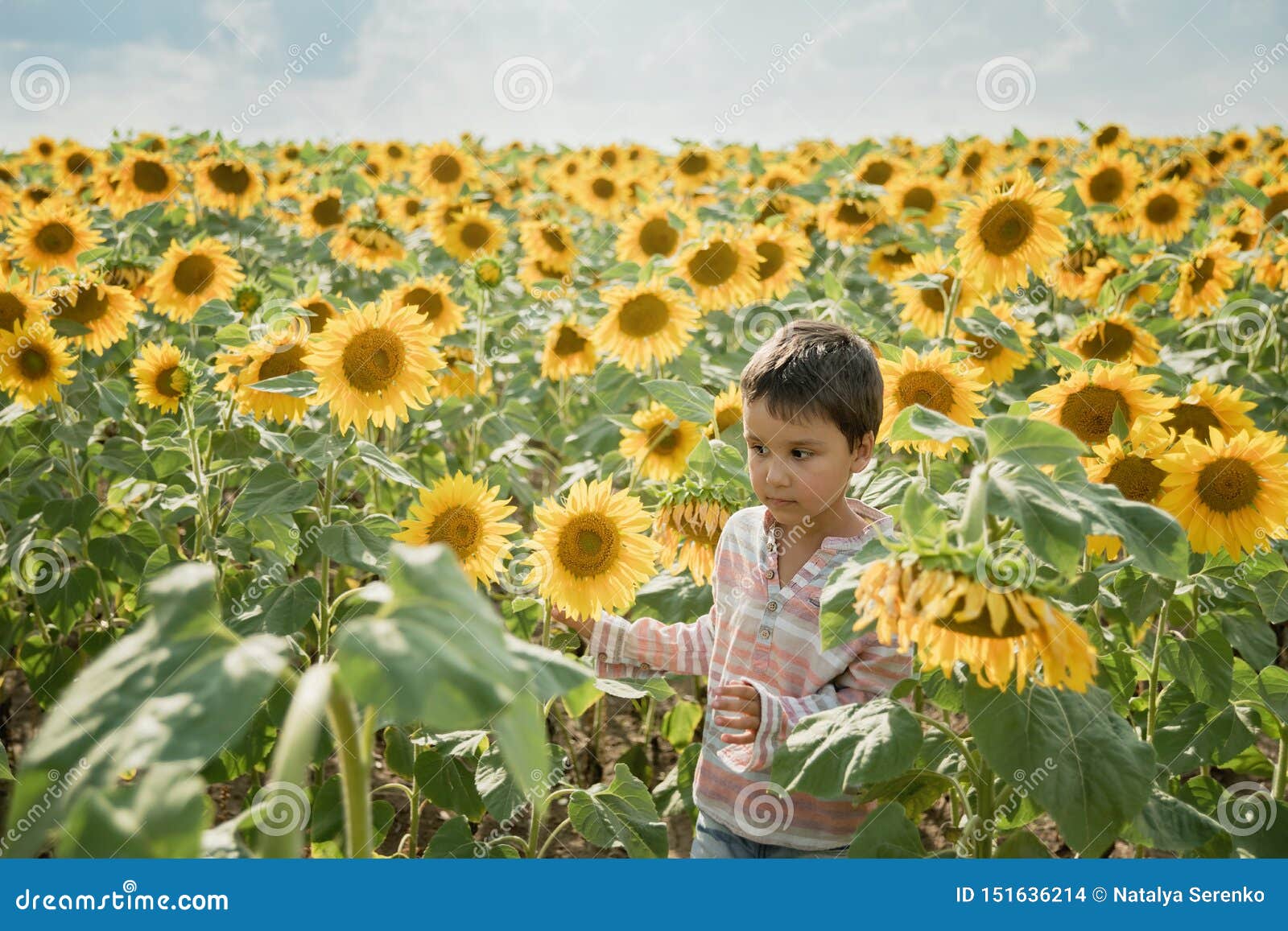 Adorable Little Kid Boy On Summer Sunflower Field Outdoor Happy Child