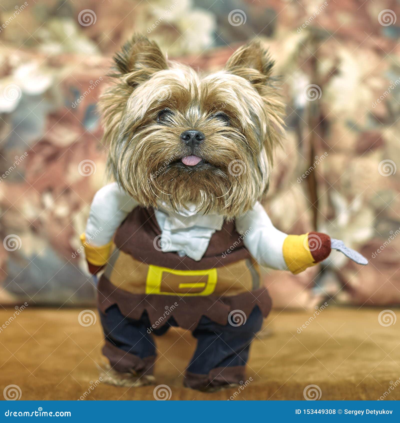 An Adorable Little Old Yorkshire Terrier Puppy on a Coach with a Pirate  Costume. Cosplay Stock Photo - Image of black, guard: 153449308