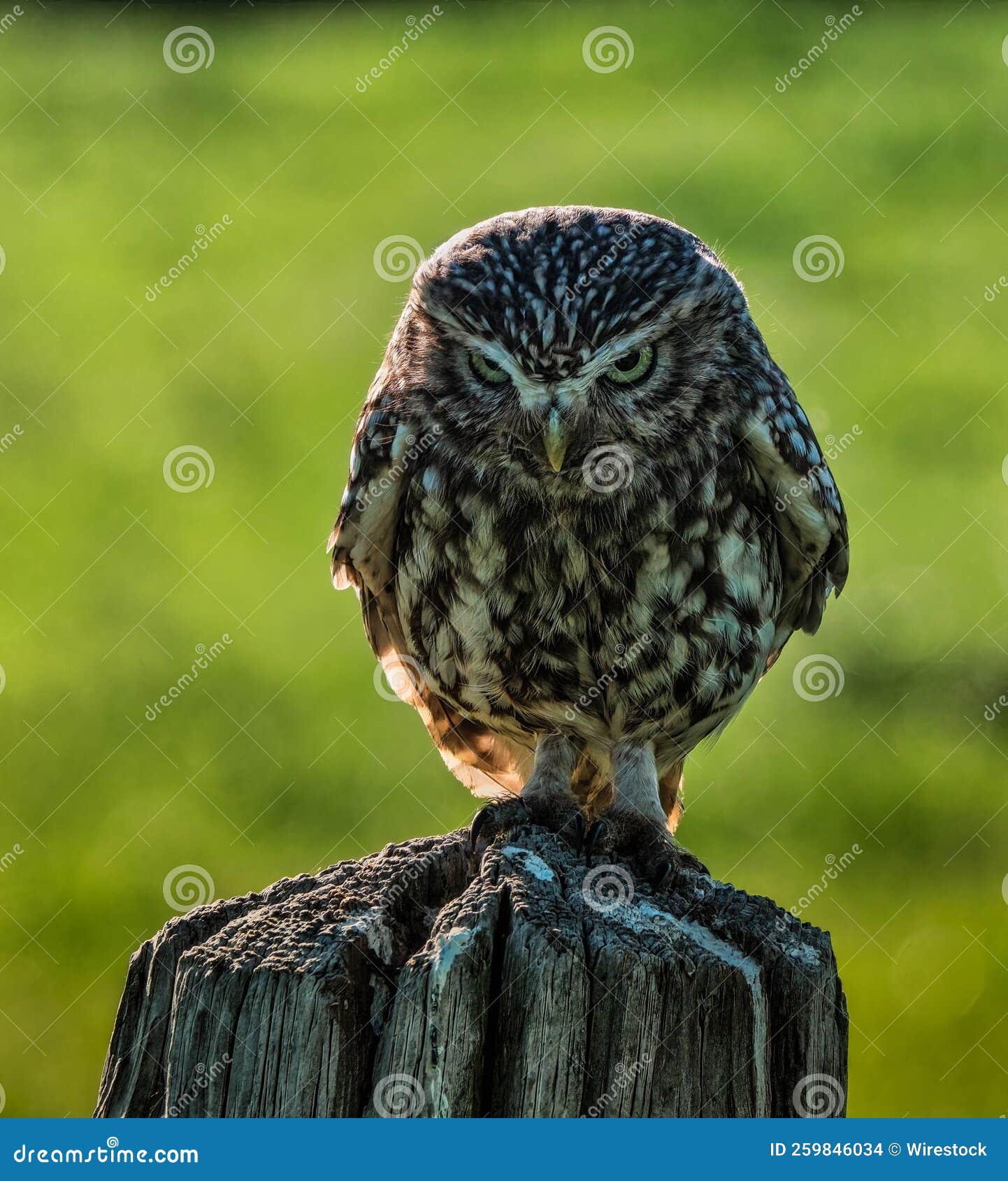 Adorable Little Owl on a Fencepost Looking at the Camera with a