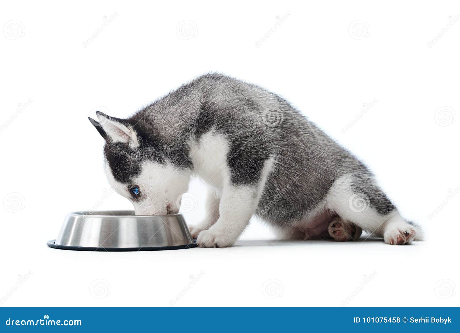 Husky Puppy Eating From A Bowl Stock Photo Image Of Hungry