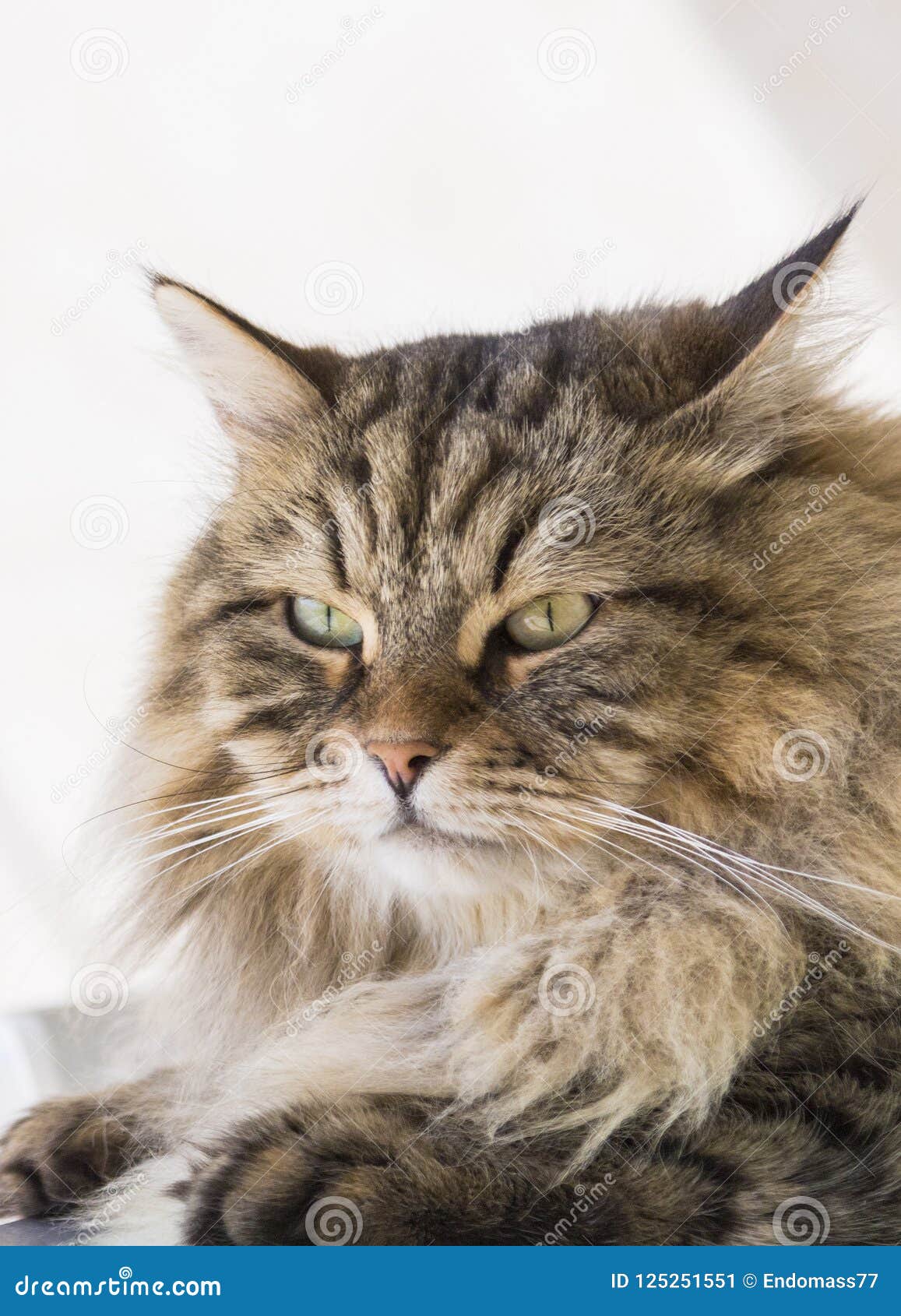Grey Long Haired Cat Images Download 2,323 Royalty Free Photos Page 6