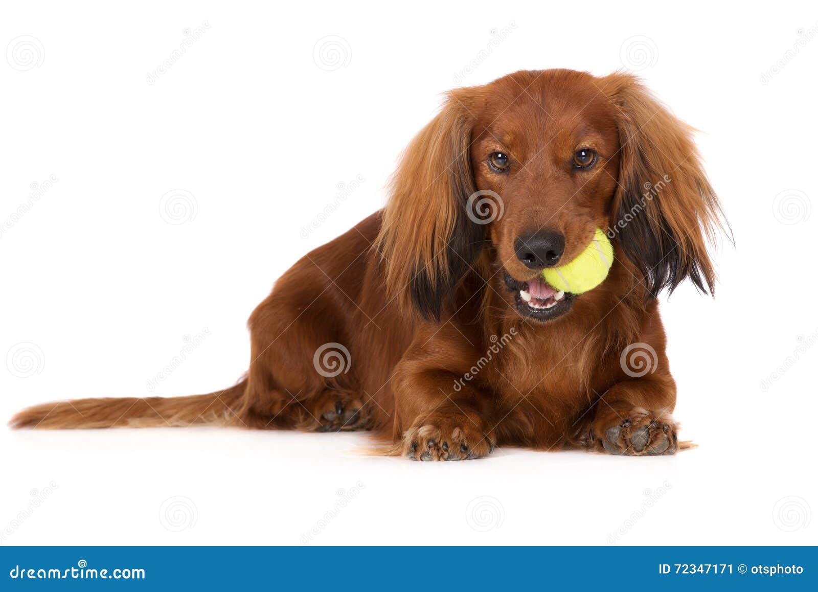 Adorable Long Haired Dachshund Dog Stock Image Image Of Cute