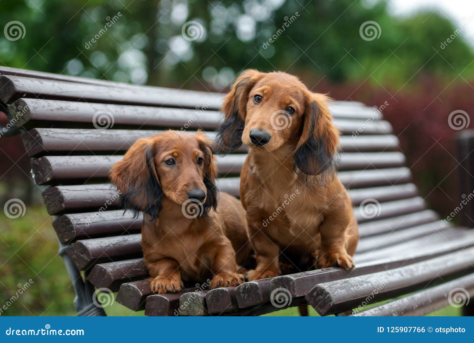 Long Haired Dachshund Puppies Posing Outdoors Stock Photo