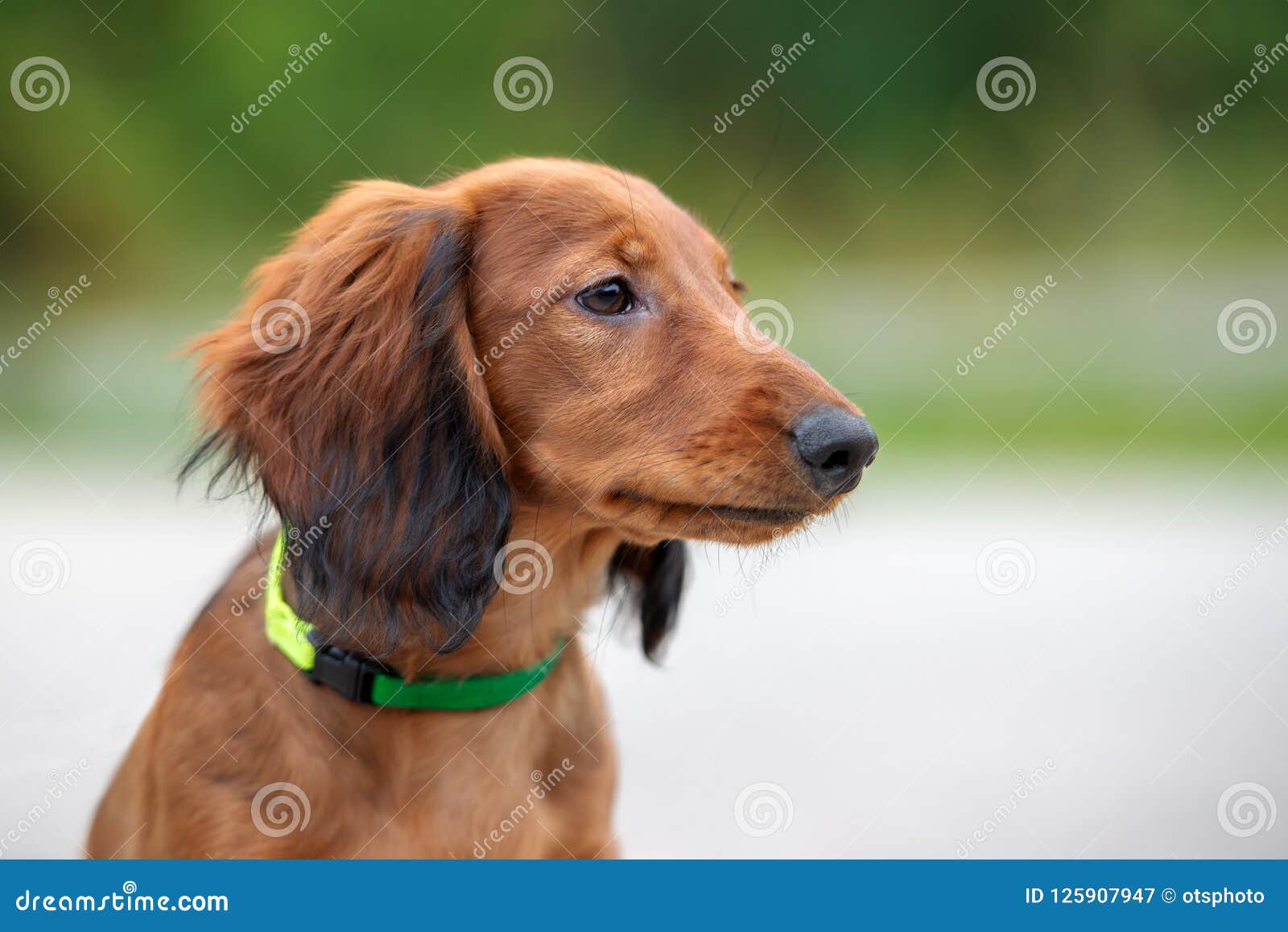 Long Haired Dachshund Puppy Posing Outdoors Stock Image