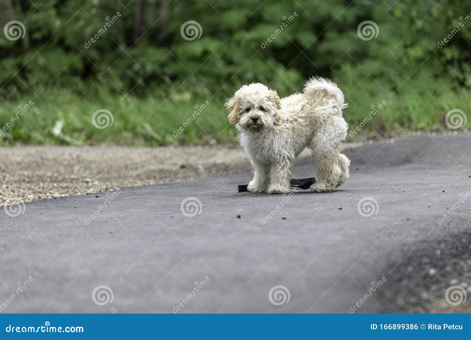 Adorable Maltipoo Dog In The Park Stock Photo Image Of Fuzzy Breed 166899386