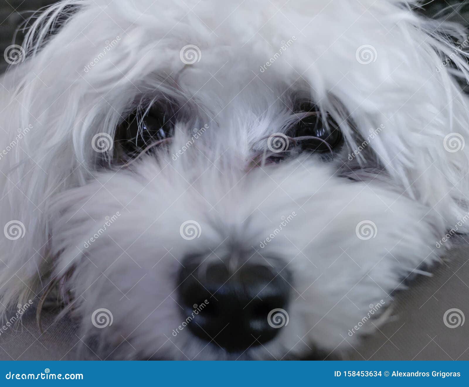 maltese sheepdog