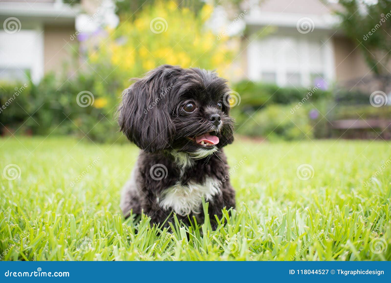 black shih tzu haircuts