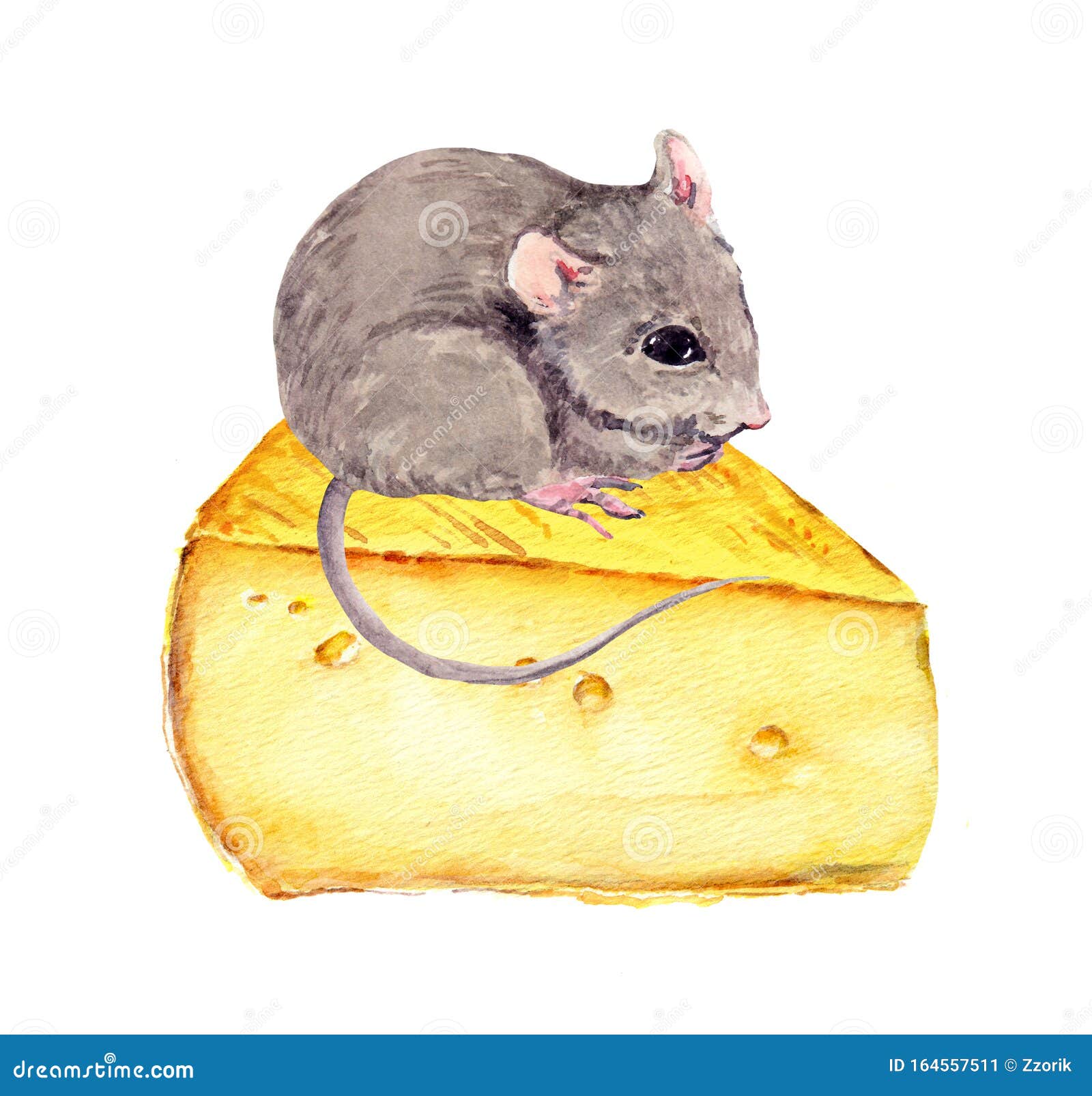 Мышка в акварелью в сыре