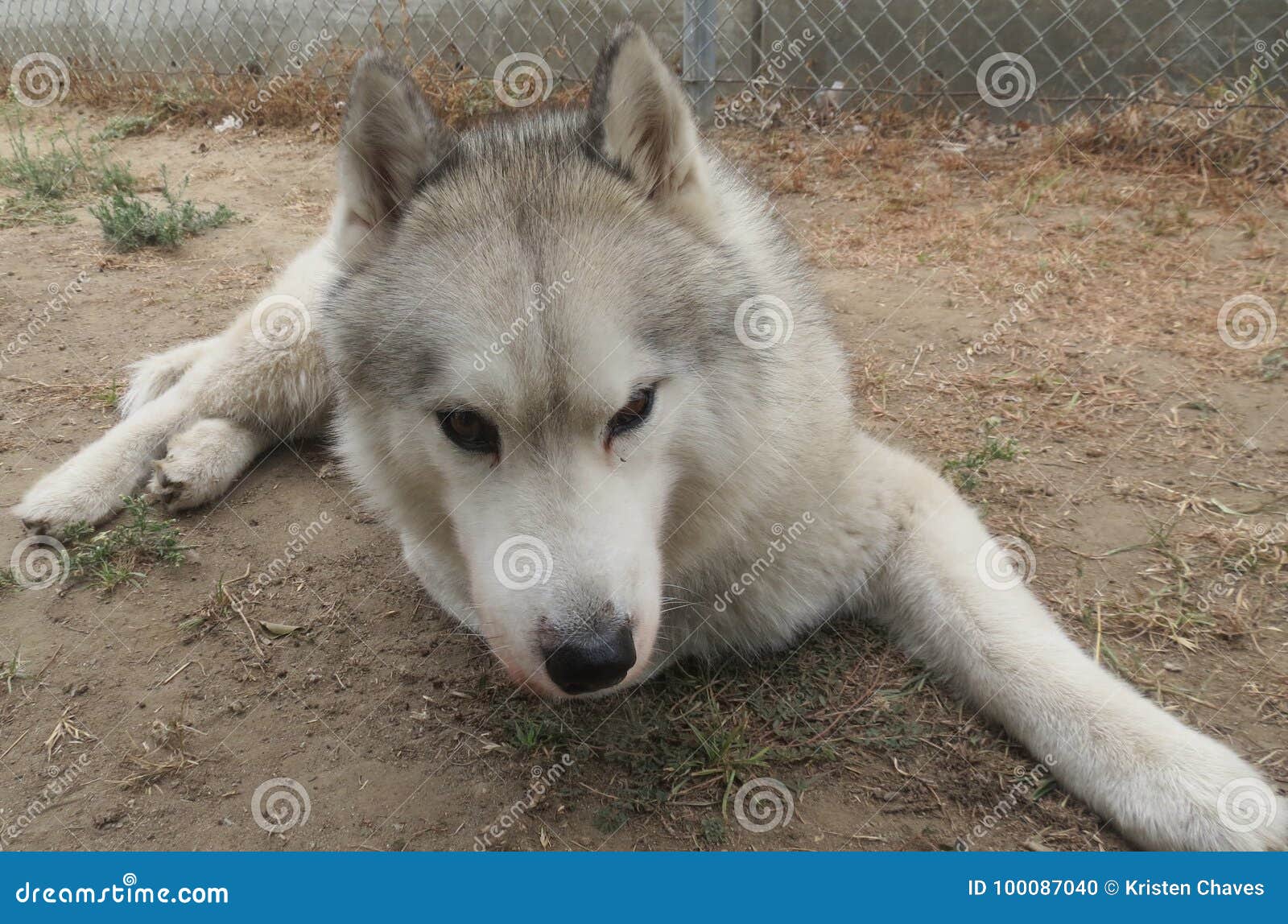 silver and white siberian husky
