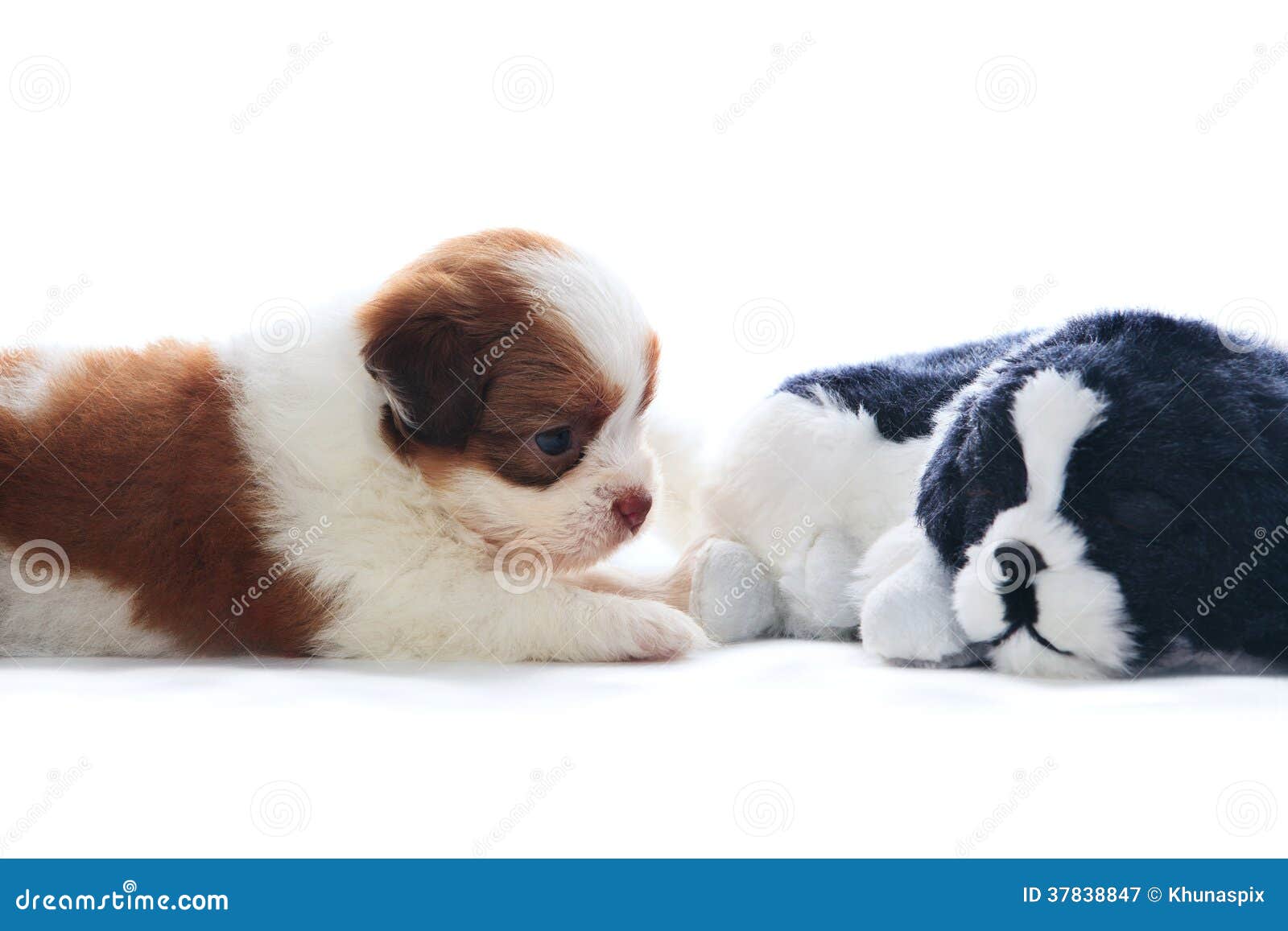 adorable of pedigree shih tzu puppies dog rekaxing and lying on