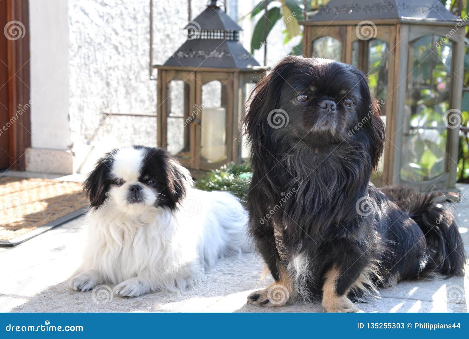 Adorable Pekinese Couple White And Black Short And Long Hair