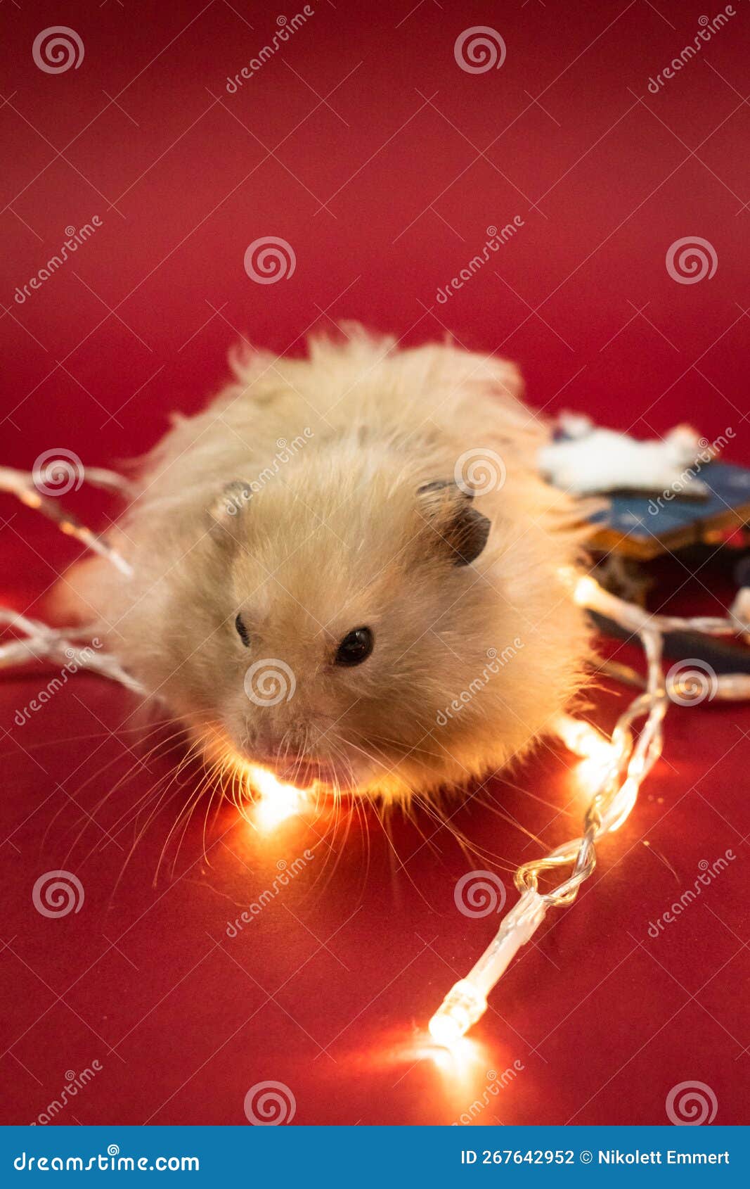 Hamster Fairy Lights Stock Photos Free & RoyaltyFree Stock Photos