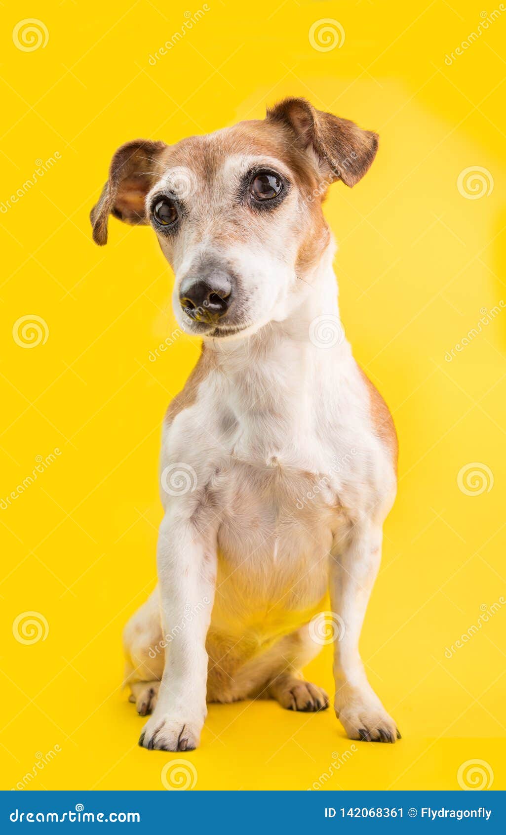 Adorable portrait of cute dog JAck Russell terrier sitting on yellow background. Lovely pet face portrait in full growth. Smart eyes