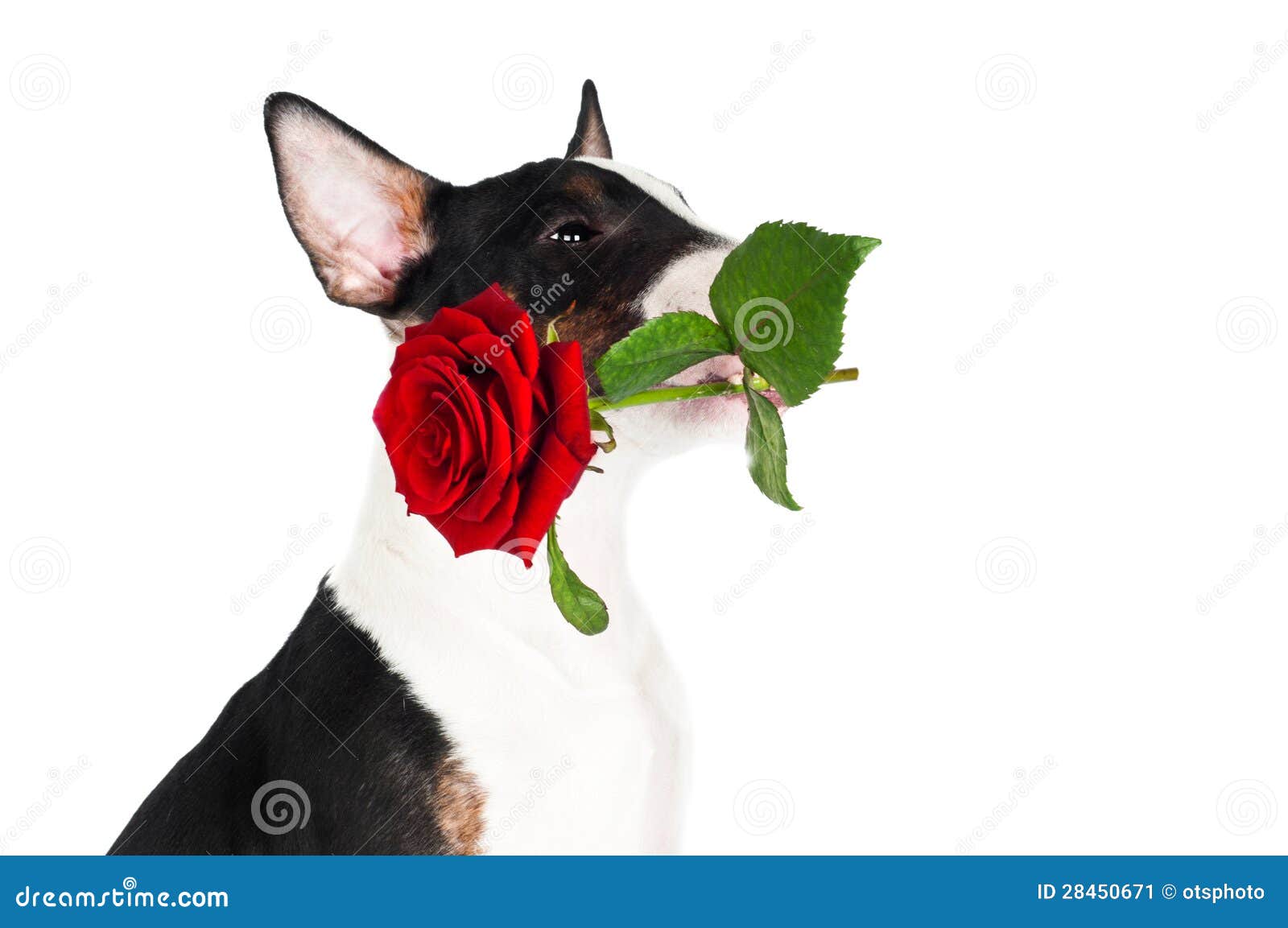Adorable Puppy Holding a Red Rose Stock Image - Image of beautiful, animal:  28450671