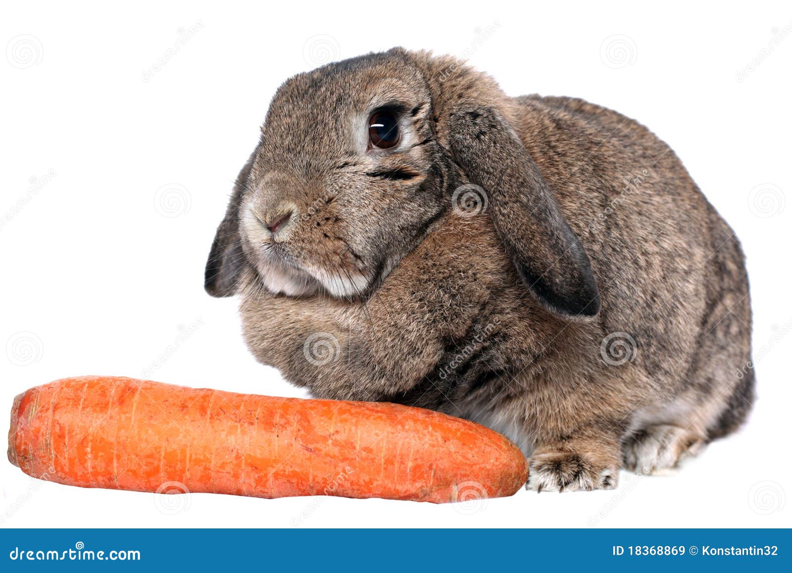 2,360 Adorable Fluffy Rabbit Carrot Stock Photos - Free & Royalty-Free  Stock Photos from Dreamstime