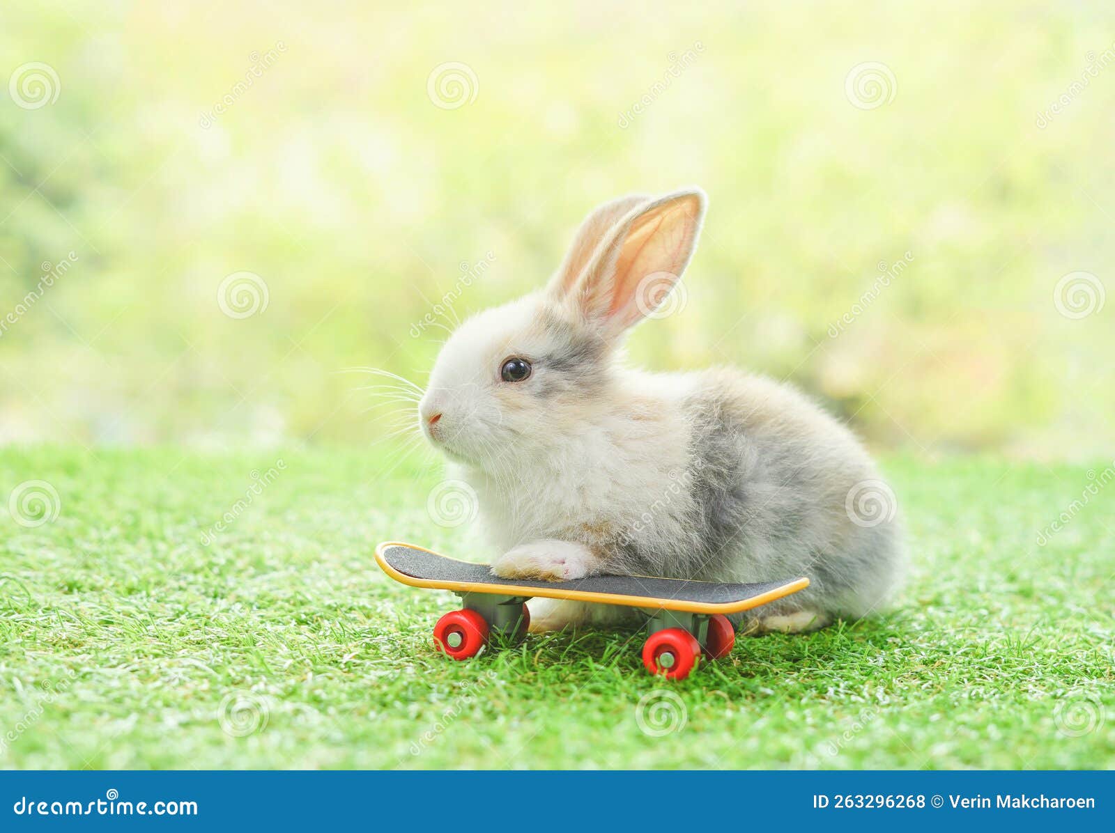 Adorable Rabbit with Skateboard Stock Photo Image of happy, healthy