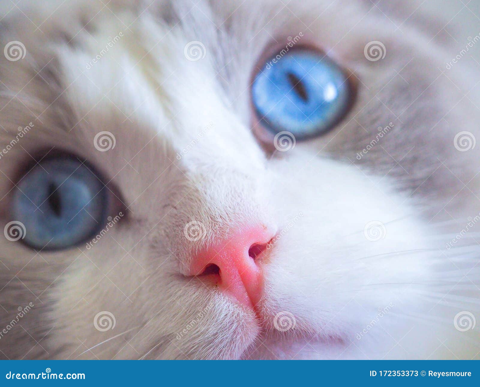 adorable ragdoll cat with big blue eyes.