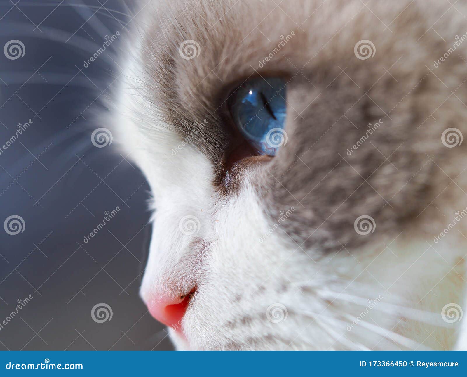 adorable ragdoll cat blue eyes.