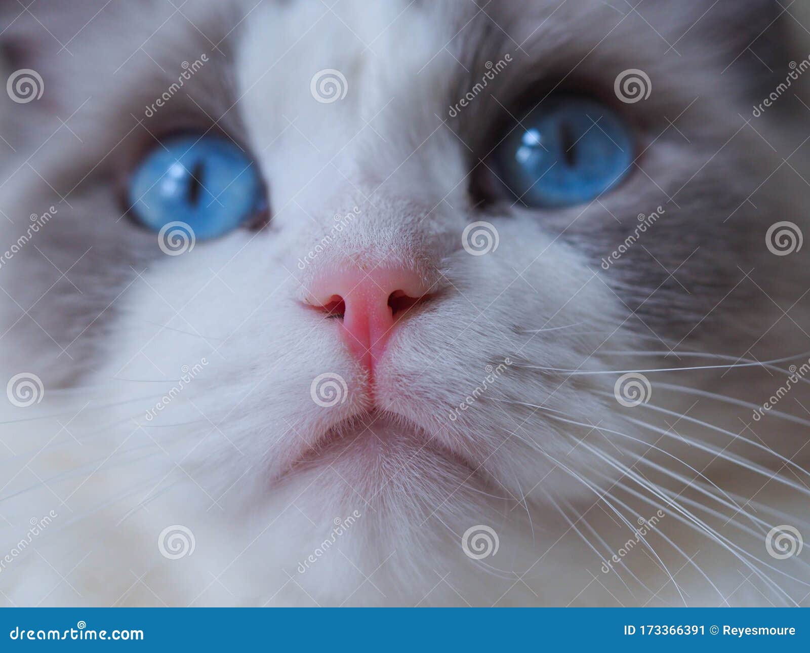 adorable ragdoll cat close up blue eyes.