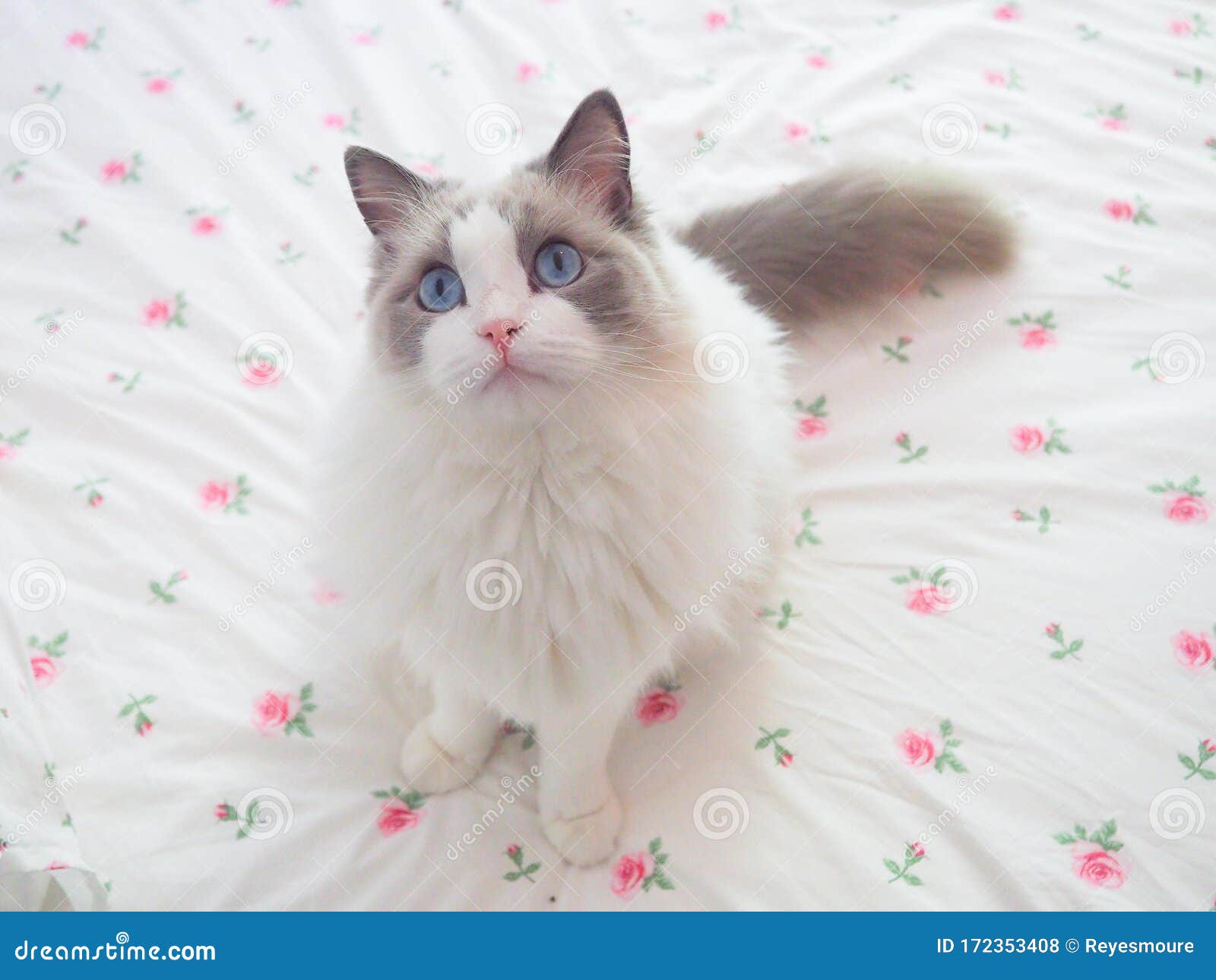 adorable ragdoll cat among flowers.