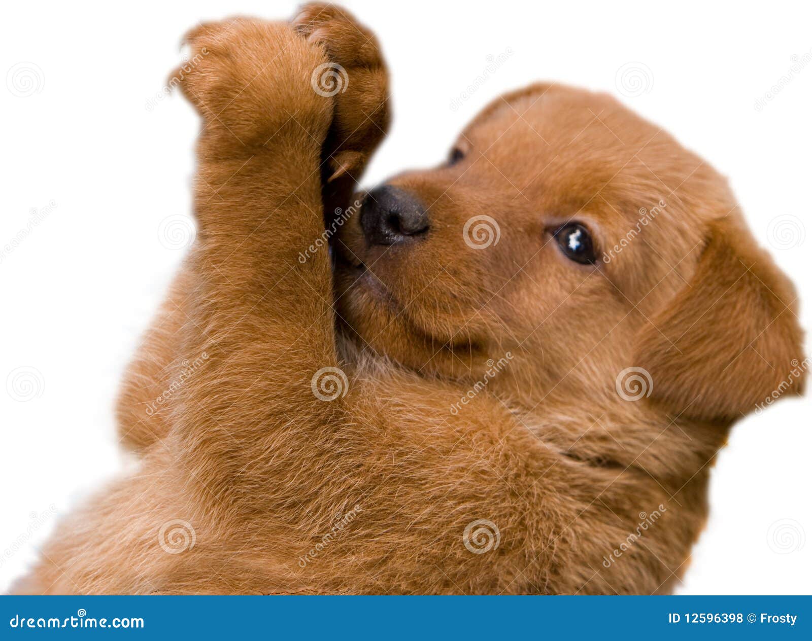 Adorable Red Patterdale Terrier On White Backgroun Stock Photo - Image: 12596398