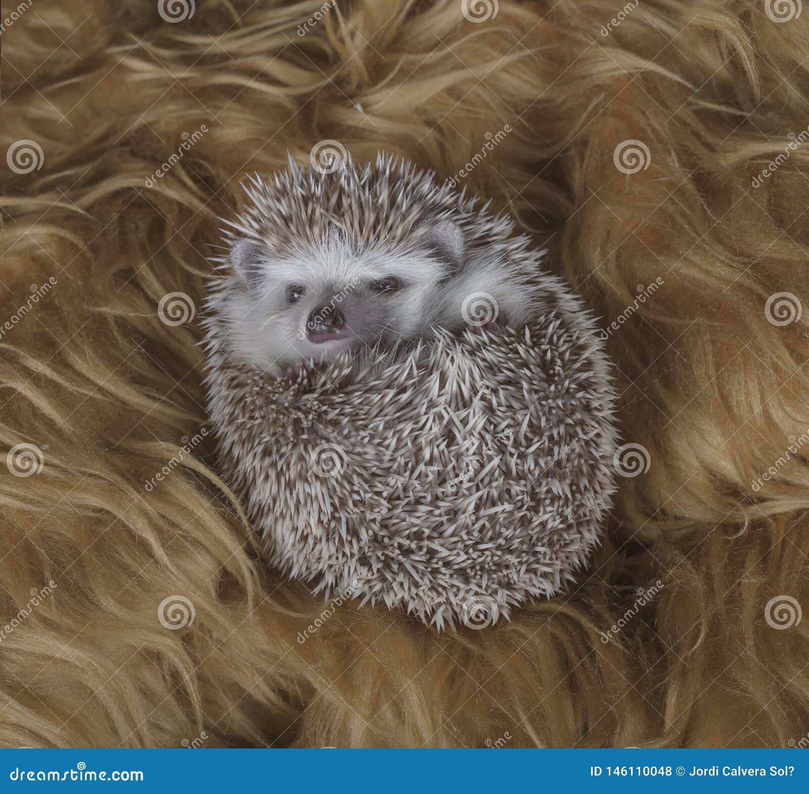 Adorable Rodent with Spikes Lies on Back Stock Photo - Image of prickly, porcupine: 146110048 Adorable Rodent with Spikes Lies on Back Stock Photo - Image of prickly, porcupine: 146110048