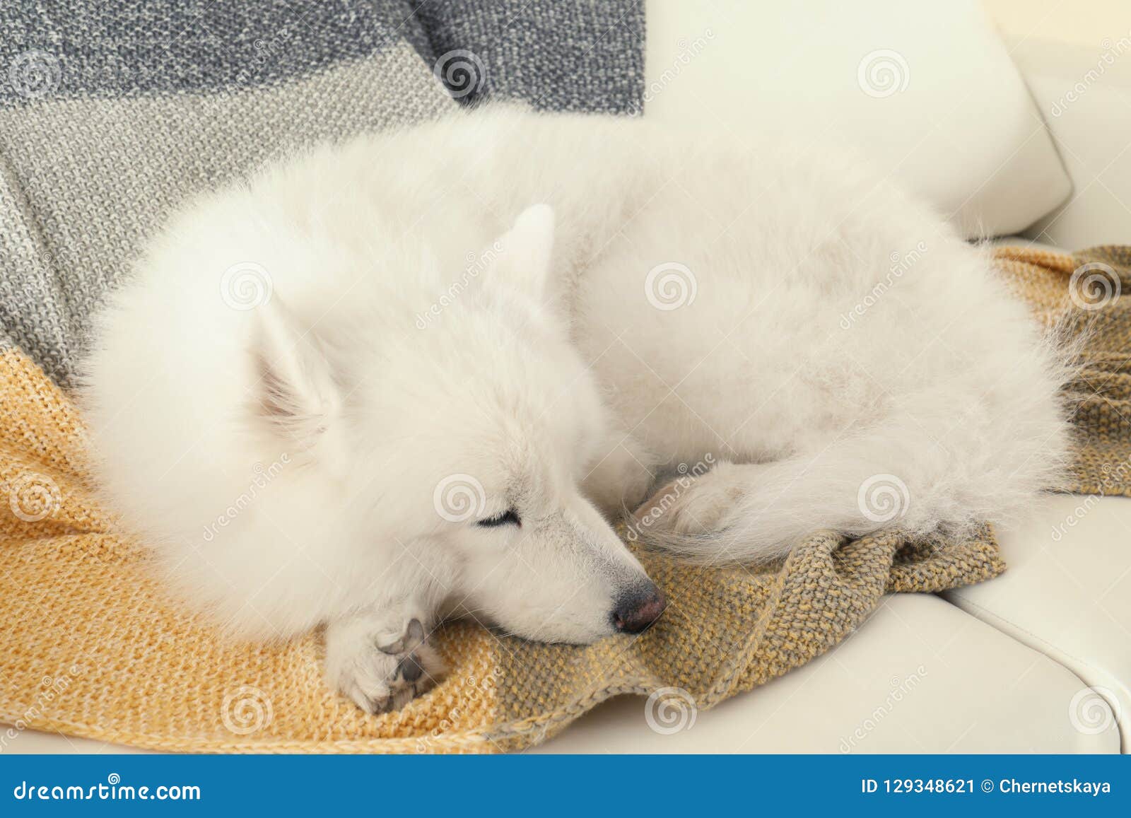 Adorable Samoyed Dog Sleeping Stock Image Image Of Background Doggy